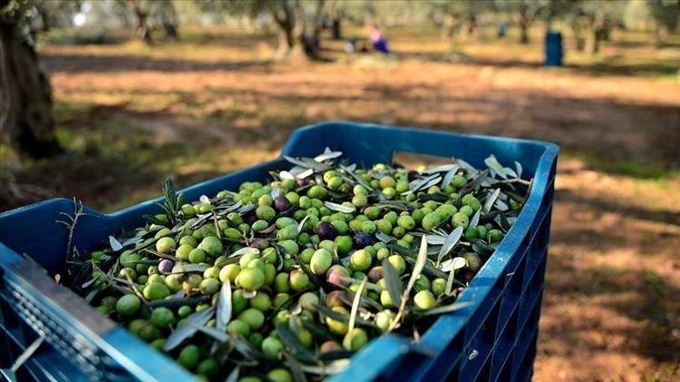 Hatayda hasadı başladı, kilosu 55 TL Kahvaltıların vazgeçilmezi: Tıkalı damarları yağ çözücü gibi açıyor, en güçlü antioksidan