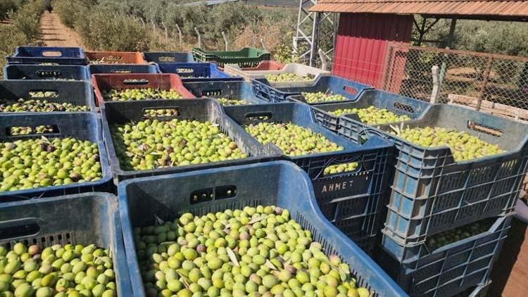 Hatayda hasadı başladı, kilosu 55 TL Kahvaltıların vazgeçilmezi: Tıkalı damarları yağ çözücü gibi açıyor, en güçlü antioksidan