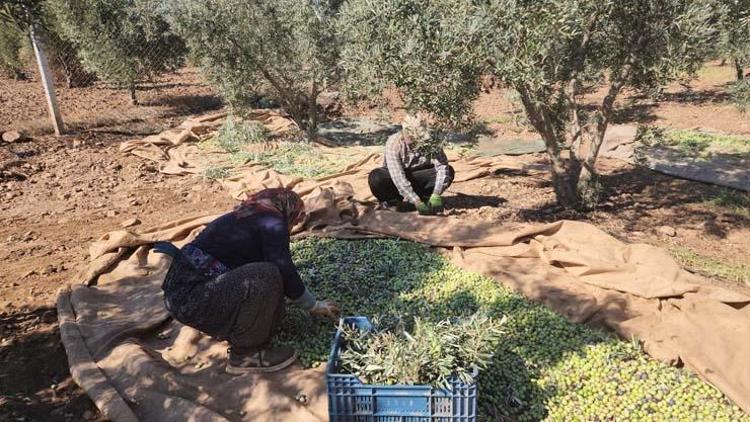 KİLOGRAM FİYATI 55 TL BANDINDA GİDİYOR AMA DIŞARIYA GÖRE BİZİM FİYATLARIMIZ DÜŞÜK