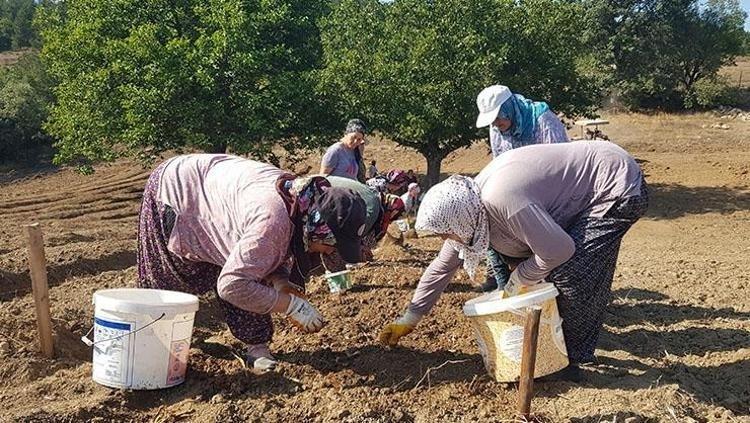 KAN ŞEKERİNİ DÜZENLER