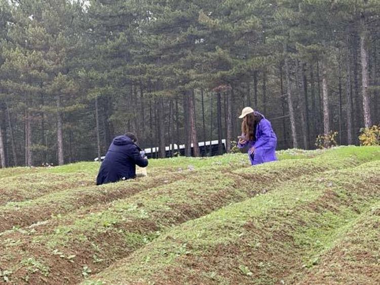 Dünyanın en pahalı baharatı Kilosu tam 600 bin TLden satılıyor: Kan şekerini terazi gibi dengeleyip damar sertliğini önlüyor