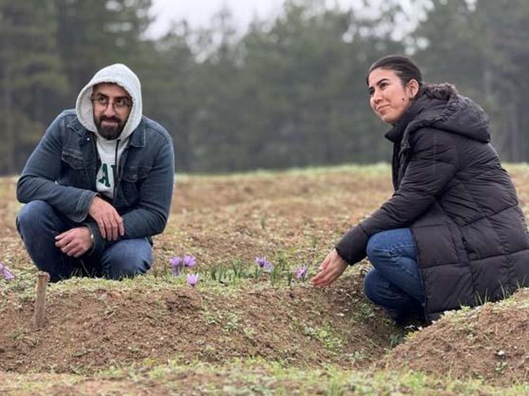 Dünyanın en pahalı baharatı Kilosu tam 600 bin TLden satılıyor: Kan şekerini terazi gibi dengeleyip damar sertliğini önlüyor