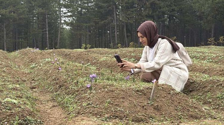 Dünyanın en pahalı baharatı Kilosu tam 600 bin TLden satılıyor: Kan şekerini terazi gibi dengeleyip damar sertliğini önlüyor