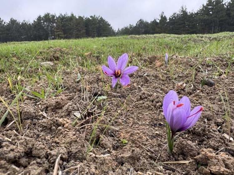 Dünyanın en pahalı baharatı Kilosu tam 600 bin TLden satılıyor: Kan şekerini terazi gibi dengeleyip damar sertliğini önlüyor