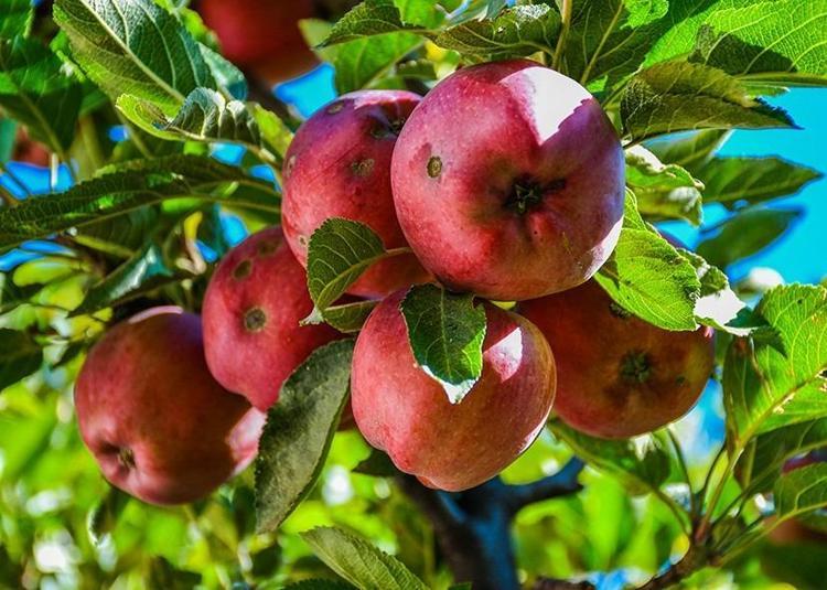 KAN ŞEKERİNİ DENGELER VE KİLO YÖNETİMİNİ SAĞLAR