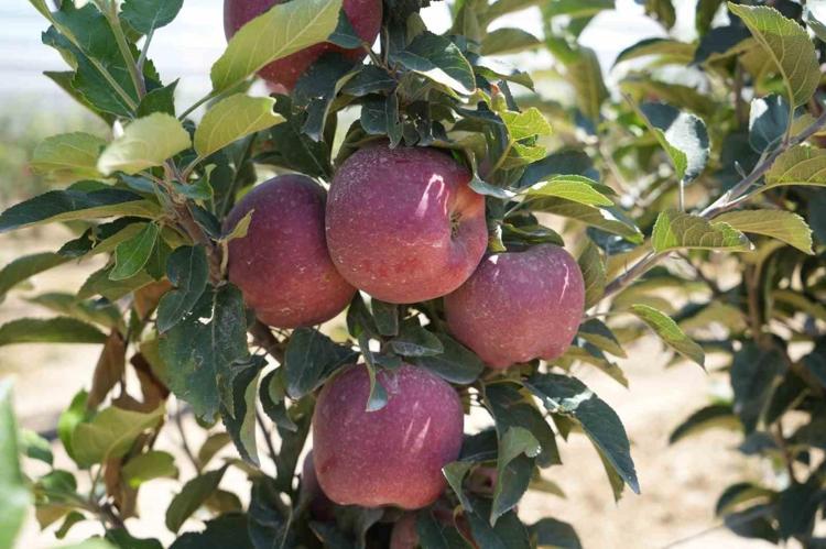 BEYİN VE BAĞIŞIKLIK ÜZERİNDE ETKİLİDİR