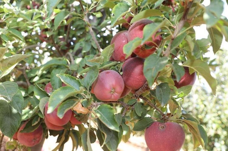 SİNDİRİM SİSTEMİNİ VE BAĞIRSAK SAĞLIĞINI DESTEKLER