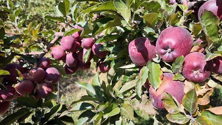 Kışın vazgeçilmezinde hasat vakti Kilosu 30 TL: Tıkalı damarları yağ çözücü gibi açıyor, C vitamini kralı
