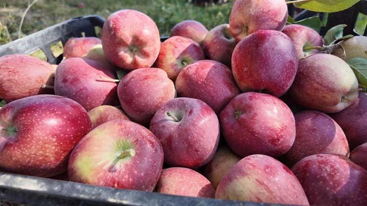 Kışın vazgeçilmezinde hasat vakti Kilosu 30 TL: Tıkalı damarları yağ çözücü gibi açıyor, C vitamini kralı