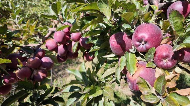 Kışın vazgeçilmezinde hasat vakti Kilosu 30 TL: Tıkalı damarları yağ çözücü gibi açıyor, C vitamini kralı