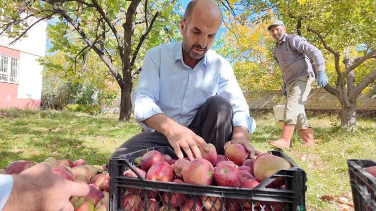 Kışın vazgeçilmezinde hasat vakti Kilosu 30 TL: Tıkalı damarları yağ çözücü gibi açıyor, C vitamini kralı