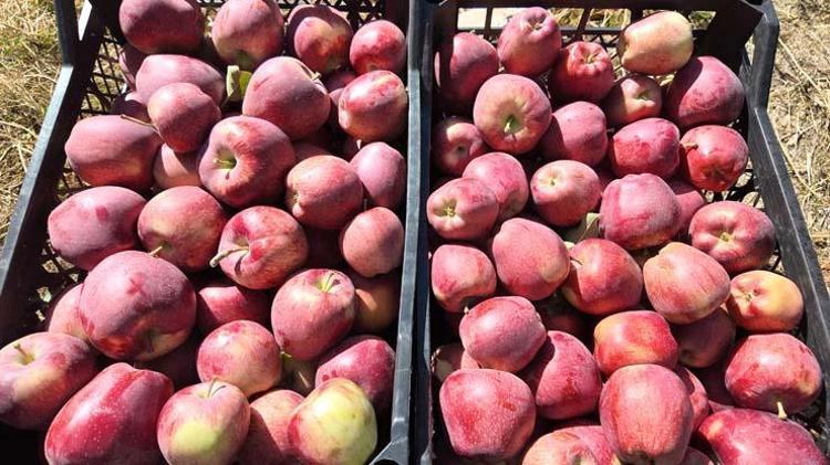 KALP VE DAMAR SAĞLIĞINI DESTEKLER