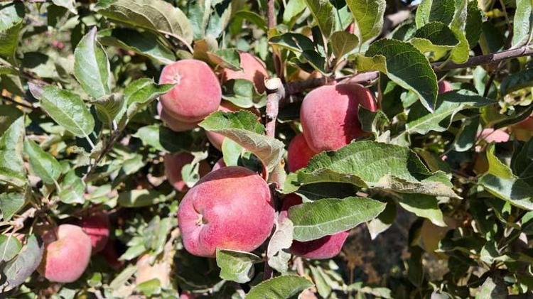 ELMANIN FAYDALARI NELERDİR