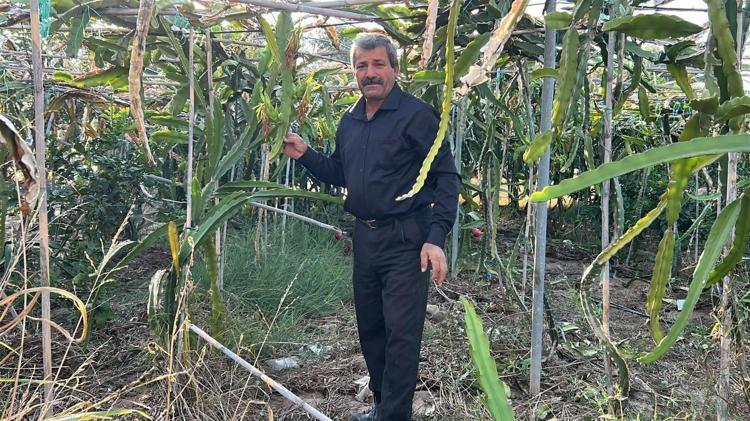 Hatayda hasadı başladı Kilosu 180 TL: Kemikleri beton gibi güçlendirip kan şekerini terazi gibi dengeliyor