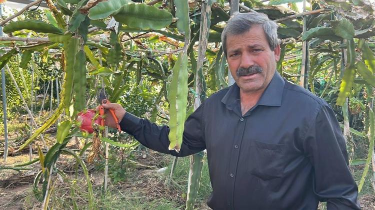 Hatayda hasadı başladı Kilosu 180 TL: Kemikleri beton gibi güçlendirip kan şekerini terazi gibi dengeliyor