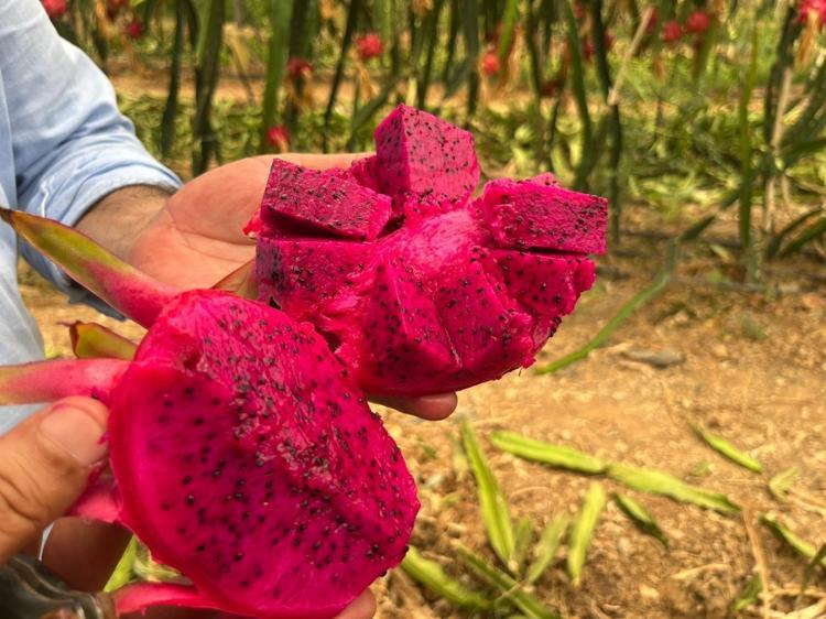 Hatayda hasadı başladı Kilosu 180 TL: Kemikleri beton gibi güçlendirip kan şekerini terazi gibi dengeliyor