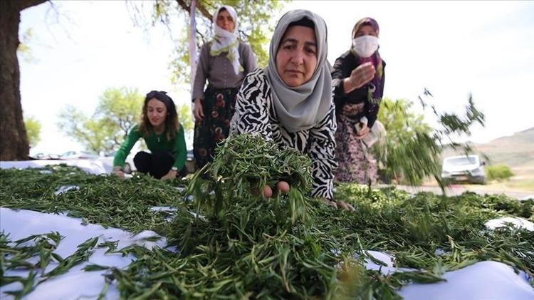 BELİRLİ KANSER HÜCRELERİ ÜZERİNDE ÇALIŞMALARIMIZ SÜRÜYOR