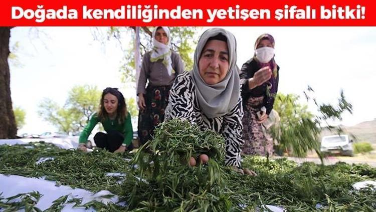 Doğanın bin yıllık antibiyotiği İltihabın kökünü kurutup bağışıklığı çelik gibi güçlendiriyor Limon ve sarımsaktan 10 kat daha etkili