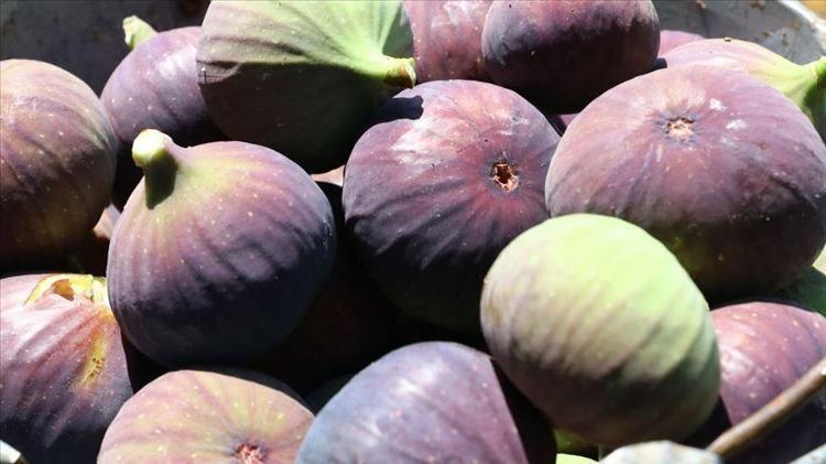 İncirin üstüne ekleyin Karaciğer yağlanmasının kökünü kurutuyor, düzenli tüketince iç organları çamaşır suyu gibi temizliyor