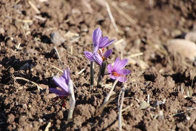 12 BİN DÖNÜM FAZLA SOĞAN ÜRETİLDİ, ALTERNATİF ÜRÜNLERE YÖNELEN RAHAT ETTİ