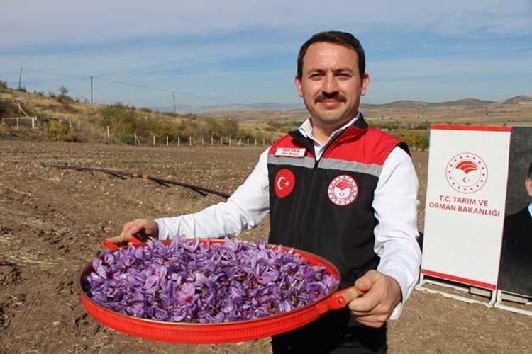 Dünyanın en pahalı baharatı, 1 gramı bile 500 TLden satılıyor Kan şekerini terazi gibi dengeliyor, antioksidan deposu