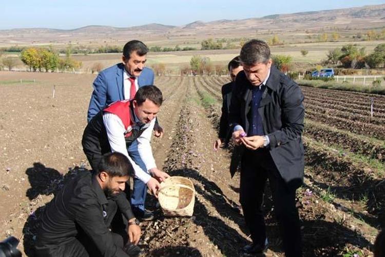 Dünyanın en pahalı baharatı, 1 gramı bile 500 TLden satılıyor Kan şekerini terazi gibi dengeliyor, antioksidan deposu