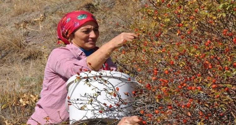 Soğuk algınlığının kökünü kurutuyor Grip sezonunda doğal antibiyotik: Dünyanın en güçlü c vitamini kaynağı