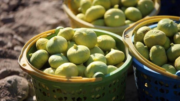 SİNDİRİM DOSTU BİR MEYVE