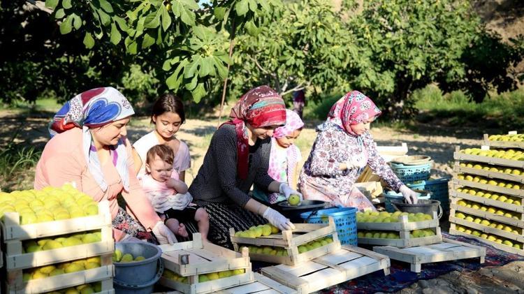 Mersinde hasadı tamamlandı Yaşının kilosu 150 TL, kurusu 700 TLden satılıyor: Beton gibi kemiklerin sırrı, bağırsakları da motor gibi çalıştırıyor