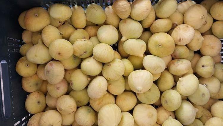 Mersinde hasadı tamamlandı Yaşının kilosu 150 TL, kurusu 700 TLden satılıyor: Beton gibi kemiklerin sırrı, bağırsakları da motor gibi çalıştırıyor