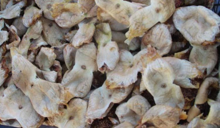 Mersinde hasadı tamamlandı Yaşının kilosu 150 TL, kurusu 700 TLden satılıyor: Beton gibi kemiklerin sırrı, bağırsakları da motor gibi çalıştırıyor