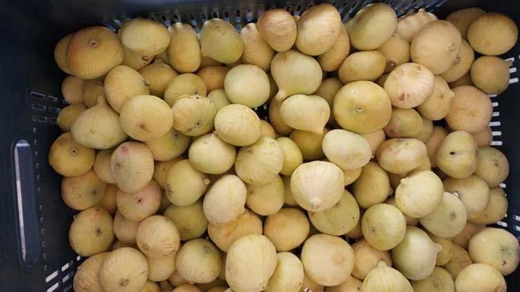 CİLT VE HÜCRE YENİLENMESİNE KATKI SAĞLAR