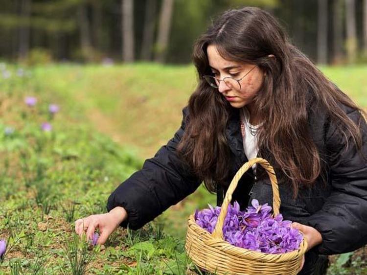 Kilosu 600 bin TL ama şifası paha biçilemez Sıcak suya 1 kaşık karıştırıp için: Doğal mide ilacı, bağırsakları motor gibi çalıştırıyor