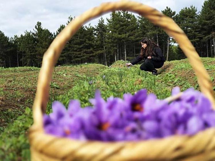 Kilosu 600 bin TL ama şifası paha biçilemez Sıcak suya 1 kaşık karıştırıp için: Doğal mide ilacı, bağırsakları motor gibi çalıştırıyor