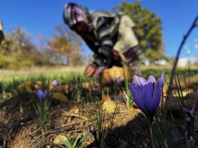 Kilosu 600 bin TL ama şifası paha biçilemez Sıcak suya 1 kaşık karıştırıp için: Doğal mide ilacı, bağırsakları motor gibi çalıştırıyor