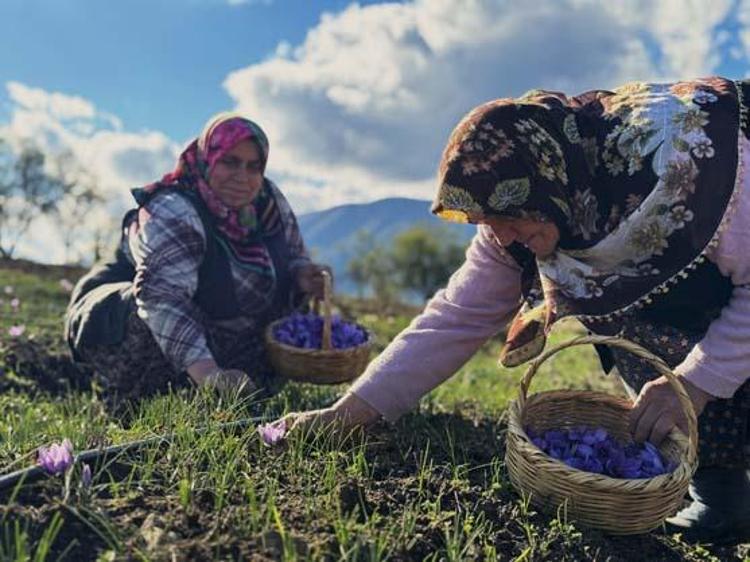 SAFRANIN FAYDALARI NELERDİR