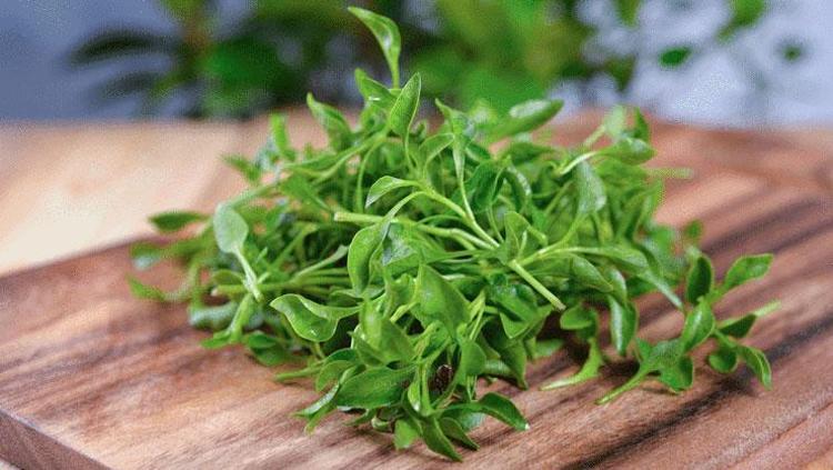 DÜNYANIN EN SAĞLIKLI SEBZESİ: SU TERESİ TAHTA OTURDU