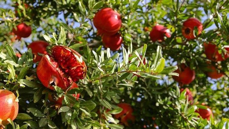 DAMARLARI AÇARAK KALBE GÜÇ VERİR