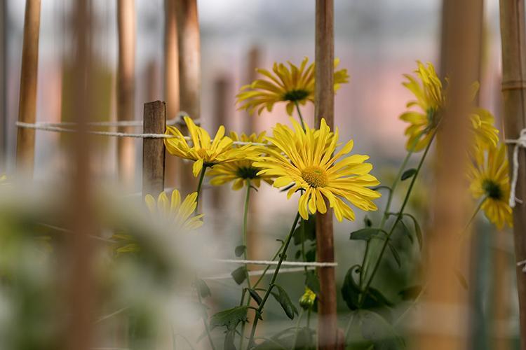KASIM AYI ÇİÇEKLERİ Kasım ayında hangi çiçekler alınır, kasım ayı çiçekleri ve anlamları