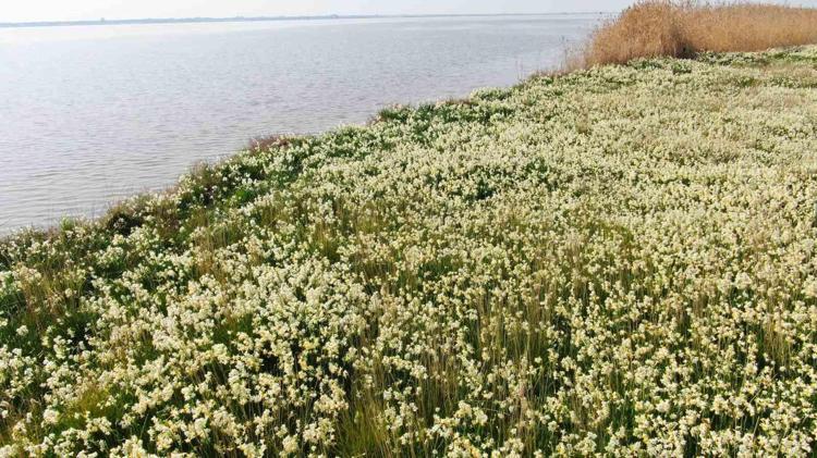 KASIM AYI ÇİÇEKLERİ Kasım ayında hangi çiçekler alınır, kasım ayı çiçekleri ve anlamları