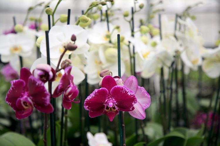 KASIM AYI ÇİÇEKLERİ Kasım ayında hangi çiçekler alınır, kasım ayı çiçekleri ve anlamları