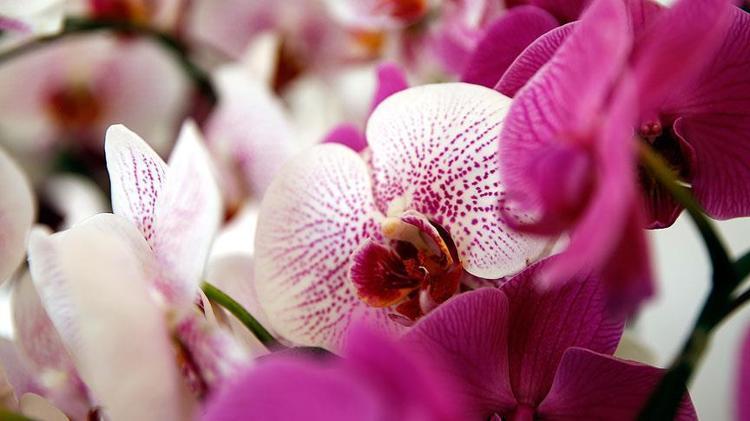 KASIM AYI ÇİÇEKLERİ Kasım ayında hangi çiçekler alınır, kasım ayı çiçekleri ve anlamları