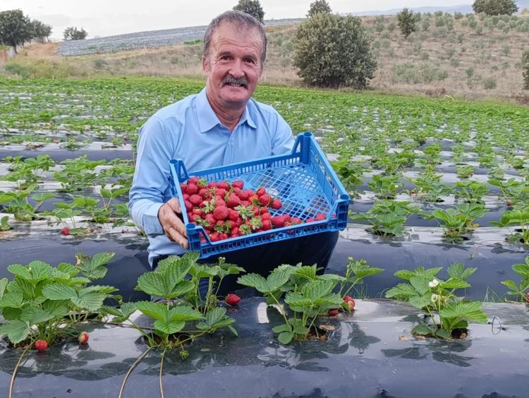 ÇİLEĞİN FAYDALARI NELERDİR