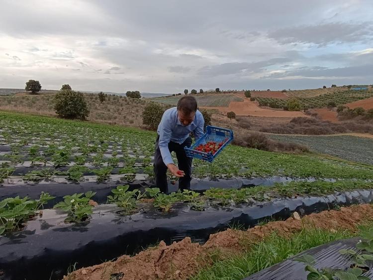 Kasım ayında hasadı sürüyor Kilosu 150 TL: Tıkalı damarları yağ çözücü gibi açıp erkenden yaşlanmayı engelliyor