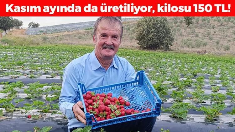 Kasım ayında hasadı sürüyor Kilosu 150 TL: Tıkalı damarları yağ çözücü gibi açıp erkenden yaşlanmayı engelliyor