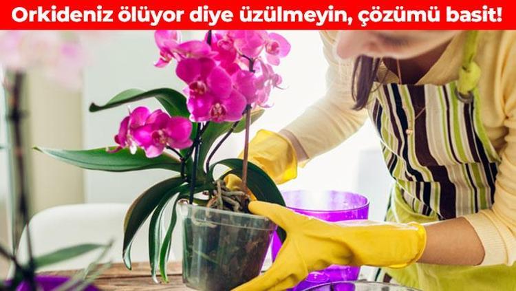 Bahçıvanlar sır gibi saklıyor Orkideyi canlı tutmanın altın kuralları