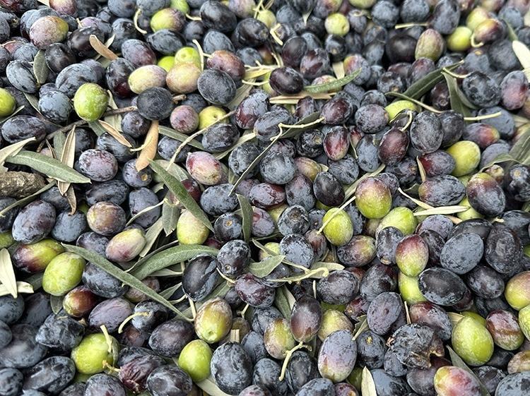 Kahvaltıların vazgeçilmez lezzeti Kilosu 250 TL: En kalitelisi oymuş, tıkalı damarları yağ çözücü gibi açıyor