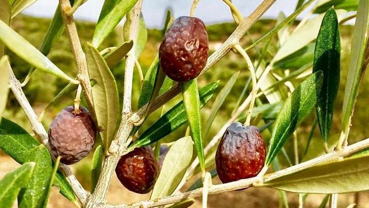 Kahvaltıların vazgeçilmez lezzeti Kilosu 250 TL: En kalitelisi oymuş, tıkalı damarları yağ çözücü gibi açıyor