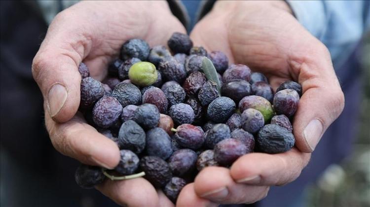 Kahvaltıların vazgeçilmez lezzeti Kilosu 250 TL: En kalitelisi oymuş, tıkalı damarları yağ çözücü gibi açıyor