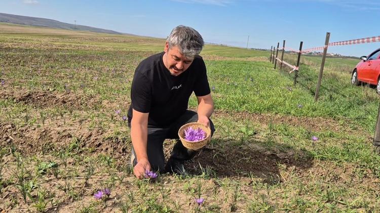 Tekirdağda topraktan servet çıkıyor Kilosu 600 TL: Tek tek elle toplanıyor